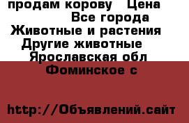 продам корову › Цена ­ 70 000 - Все города Животные и растения » Другие животные   . Ярославская обл.,Фоминское с.